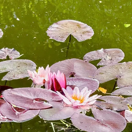 Tolluste Villa Villa Tolluste